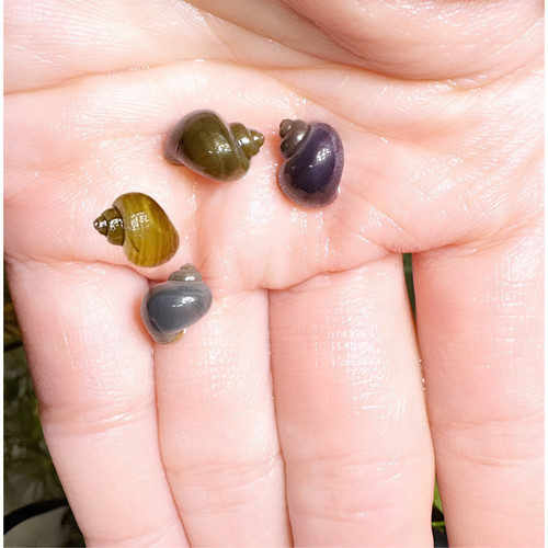 Live mystery snails - 2,