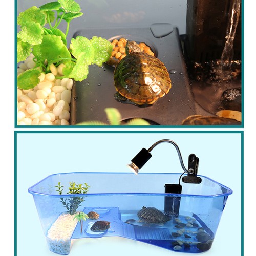 Reptile terrapin tortoise - reptile,