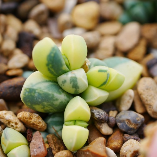 Corpuscularia lehmannii - corpuscularia,