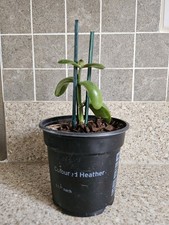 Healthy Jade Plant (Money