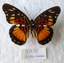 Pseudacraea Warburgi Butterfly Set x1 (A-) With Data Old Specimen Vintage.