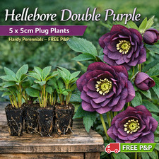 Hellebore Double Purple – 5