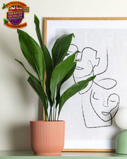 Plants Cast Iron Plant -