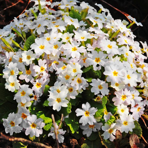 Primula oakleaf white - primula,