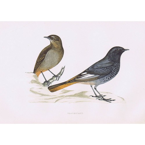 Birds blackstart hand - blackstart,