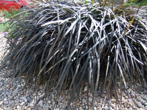 Ophiopogon planiscapus - ophiopogon,
