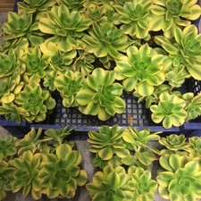 Aeonium starburst 3 cuttings 