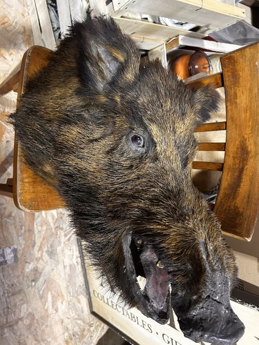 Sus scrofa taxidermy boars - sus,