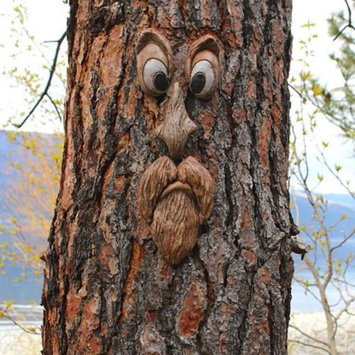 Outdoor tree funny - funny, old