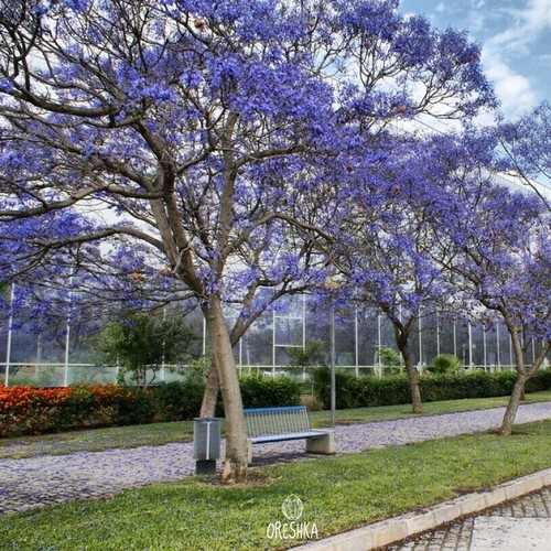 Paulownia tomentosa 200 pcs - paulownia, /