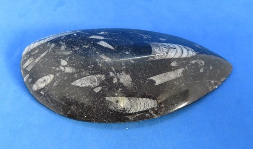 Polished fossil ammonite