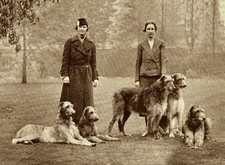 DEERHOUND CHARMING DOG