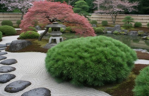 Pinus mugo dwarf - pinus,