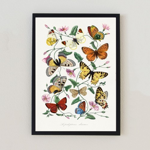 Vintage butterfly flowers - butterfly,