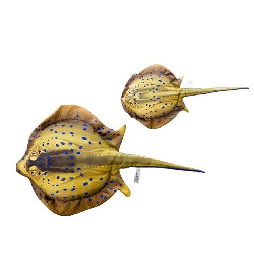 Gaby bluespotted stingray - bluespotted, fish