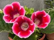 GOXINIA INDOOR PLANT, TUBEROUS BULB