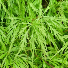 Acer palmatum 'Dissectum' |
