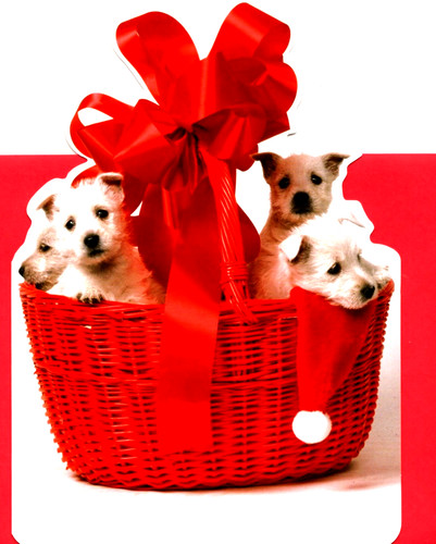 Merry christmas westie - westie, west