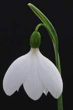 Galanthus 'E A Bowles' Snowdrop