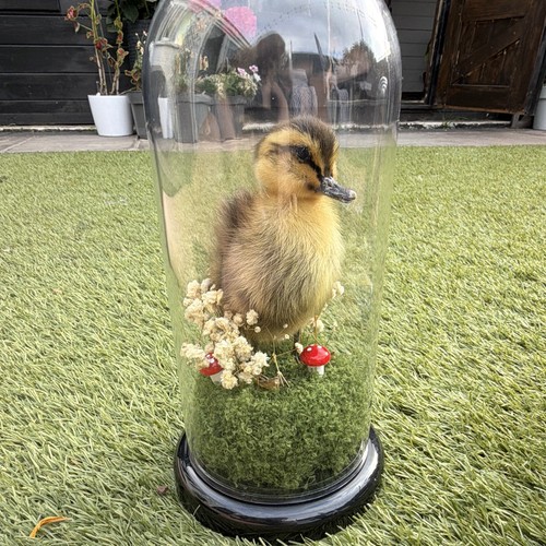 Taxidermy duck bird pedestal - taxidermy,