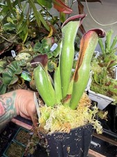 Heliamphora Cl Exappendiculata