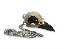 Magpie Skull Pica Pica Pendant