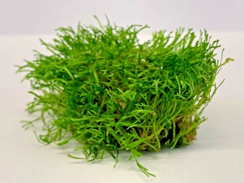 Riccia fluitans moss - riccia, 5g