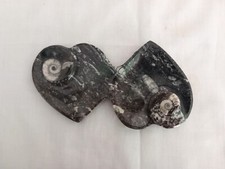 Double Heart Orthoceras & Goniatite Fossil Marble Dish Bowl Black & White 7.5"