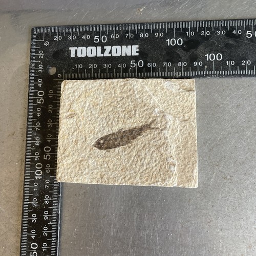 Fossilised fish slab - fossilised,
