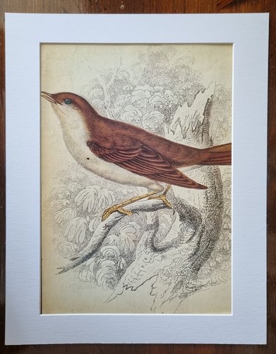 Antique mounted bird print - mounted,