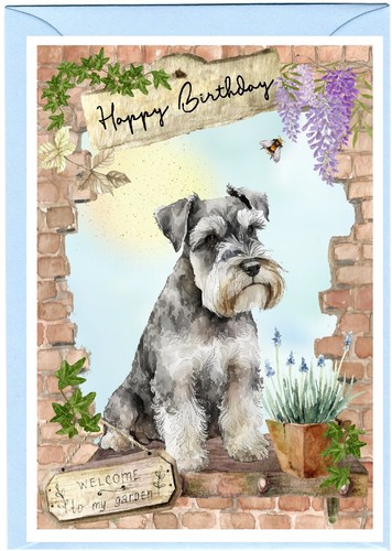 Miniature schnauzer dog - miniature,