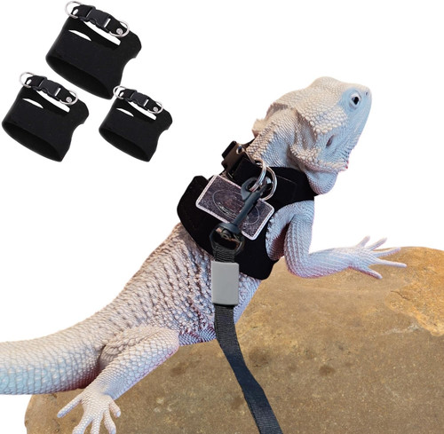Pack bearded dragon - 3,