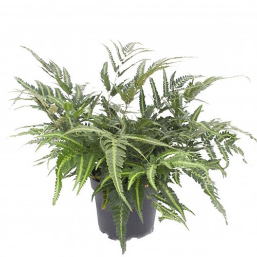 Blechnum arachniodes east - –,