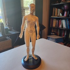 Acupuncture Model Female