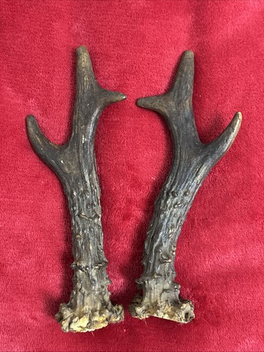 Pair roe deer - roe,