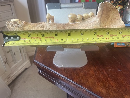 Partial fossil cave bear jaw - fossil,
