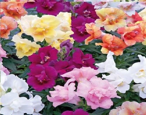 Flower antirrhinum twinny - -,