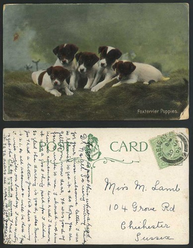 Fox terrier puppies - dogs, puppy