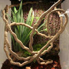 Reptiles vine jungle - reptiles,