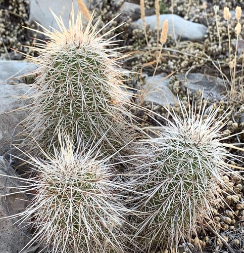 Echinocereus apachensis seeds - echinocereus,