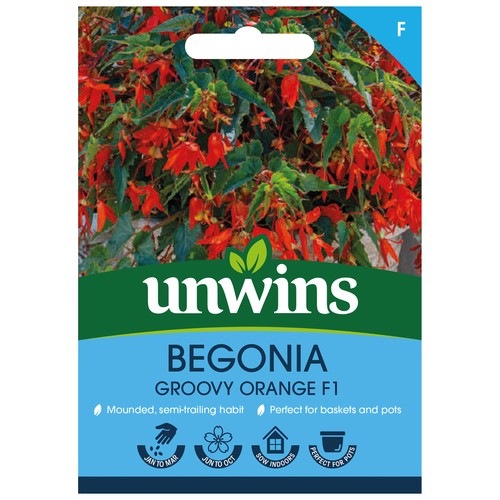 Begonia groovy orange - orange, |