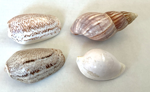 Vintage seashell lot common - vintage,