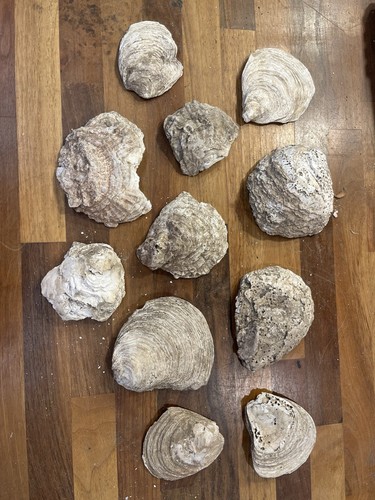 Roman medieval oyster shells - oyster,