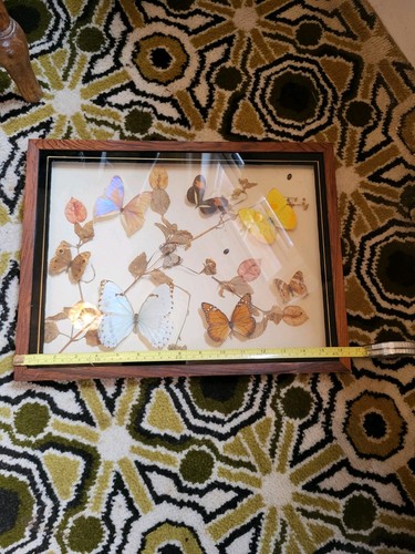 Butterfly set - butterfly,
