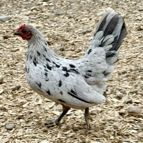 Bantam hatching eggs rare - bantam, eggs-