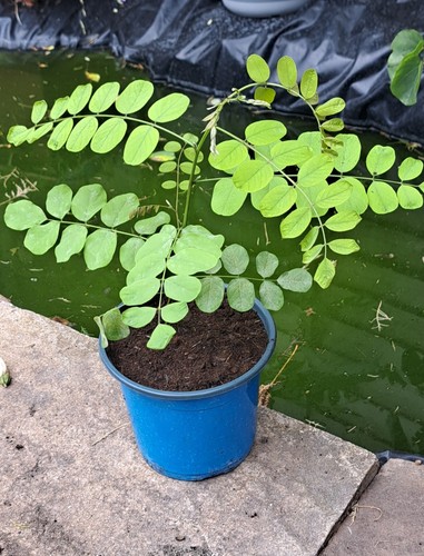 Falce acacia sapling - falce,