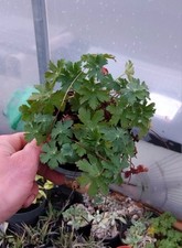 Purple Geranium Perennials