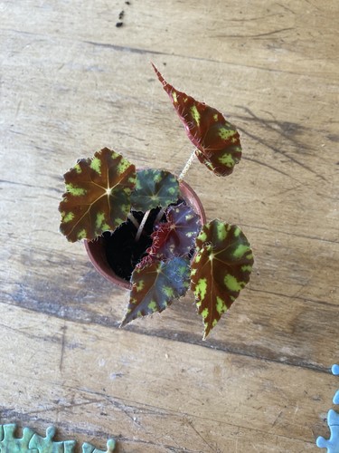 Begonia rex tiger - tiger, paws