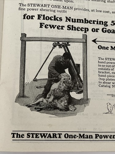 C1927 stewart sheep shearing - stewart,