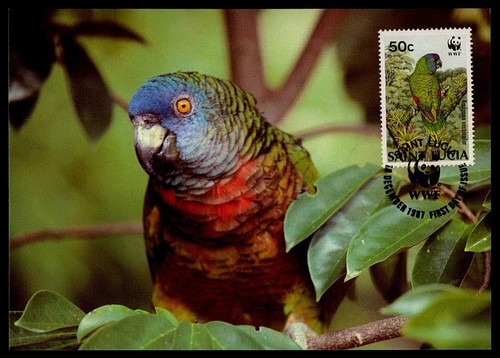Lucia birds parrot - lucia,